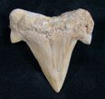 Fossil Mackeral Shark Tooth (Cretolamna) #10000-1